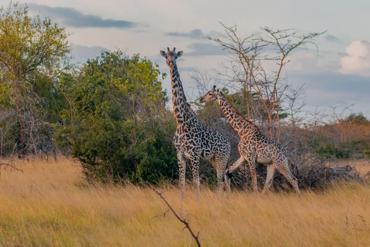 7 Days Kilimanjaro, Wildlife & Cultural Discovery Tour
