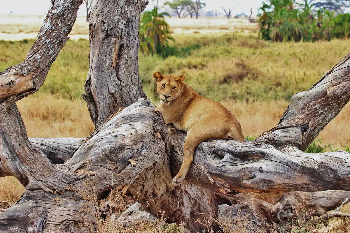 2 DAYS MIKUMI NATIONAL PARK FROM DAR ES SALAAM BY SGR 