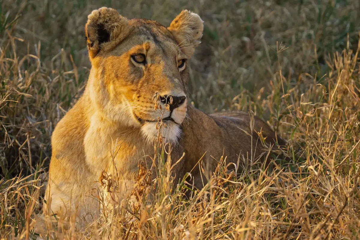 4-Day Wilderness in Tarangire, Serengeti and Ngorongoro