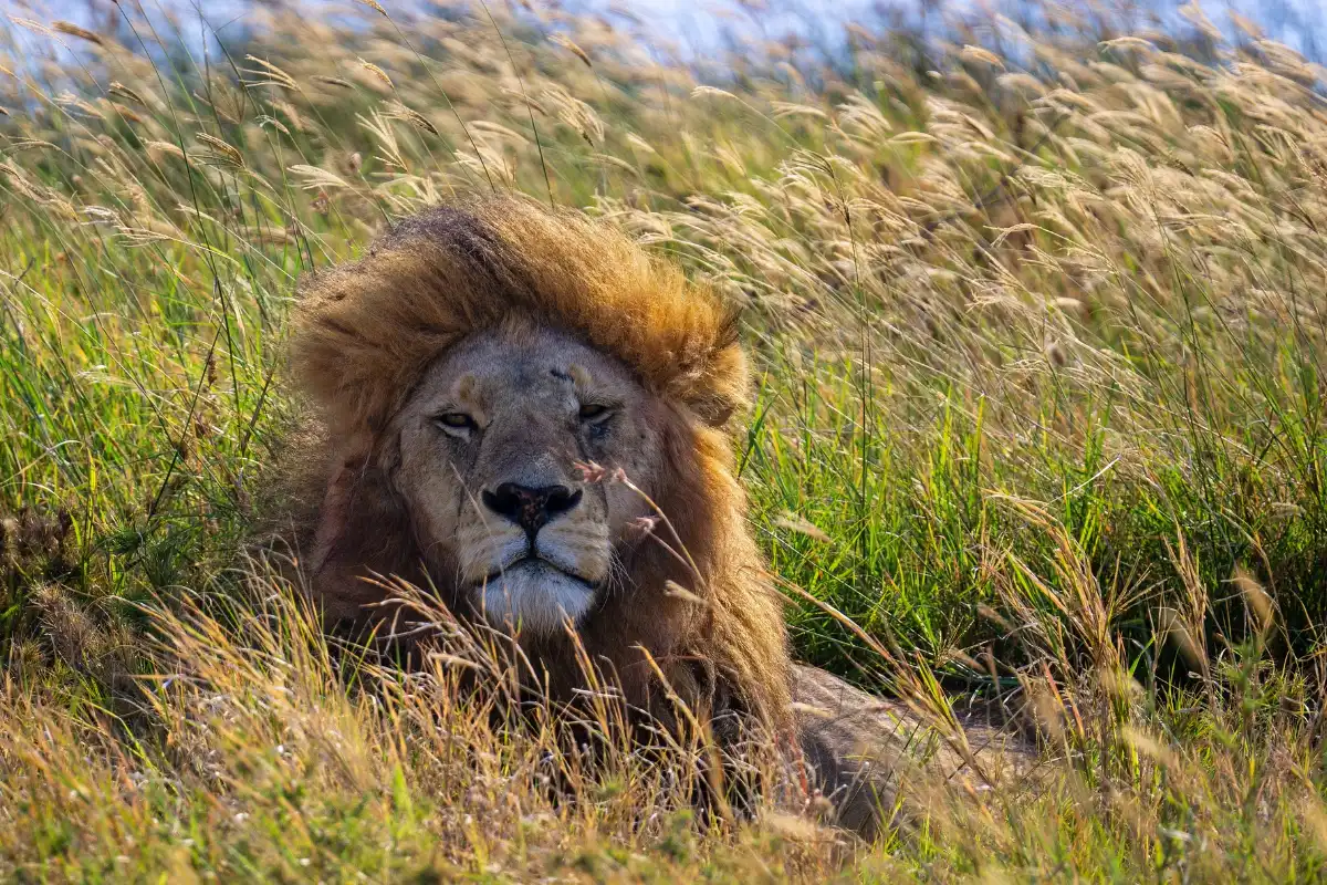 Tanzania Luxury Tented Camps Safaris