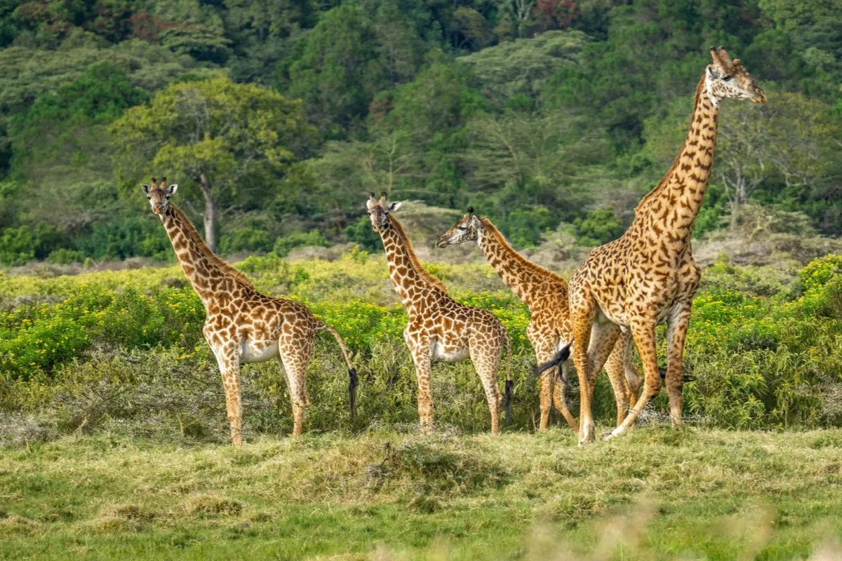 3 Days Safari to Mikumi & Udzungwa Mountain National Park
