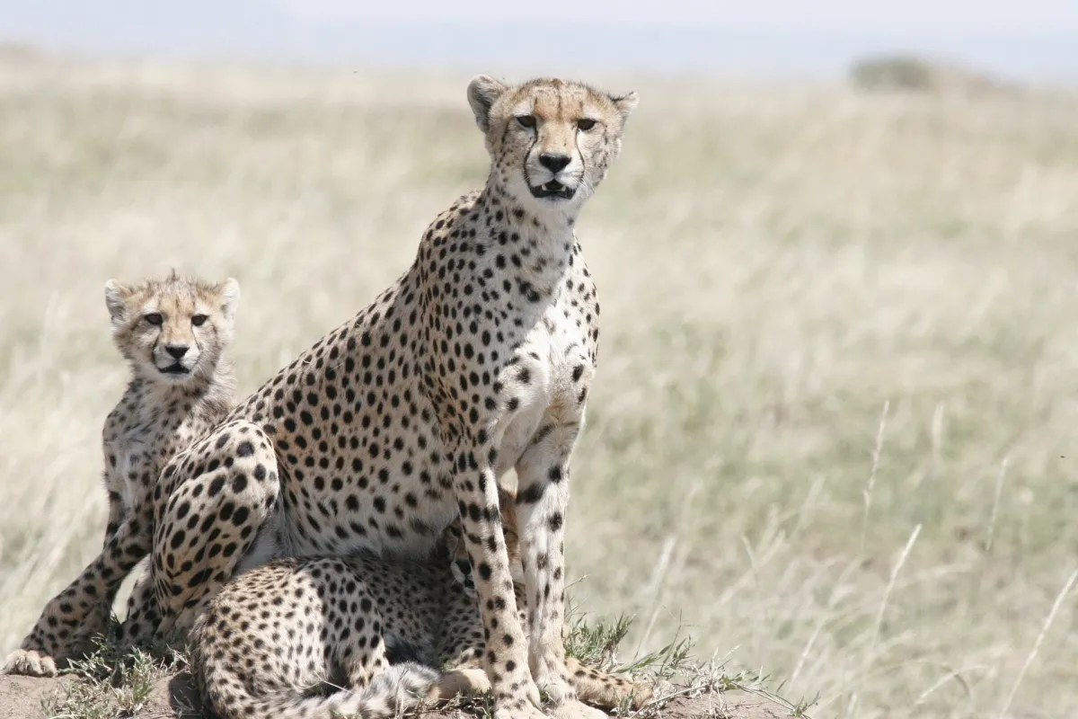 FOUR NIGHTS FIVE DAYS SERENGETI SAFARIS 