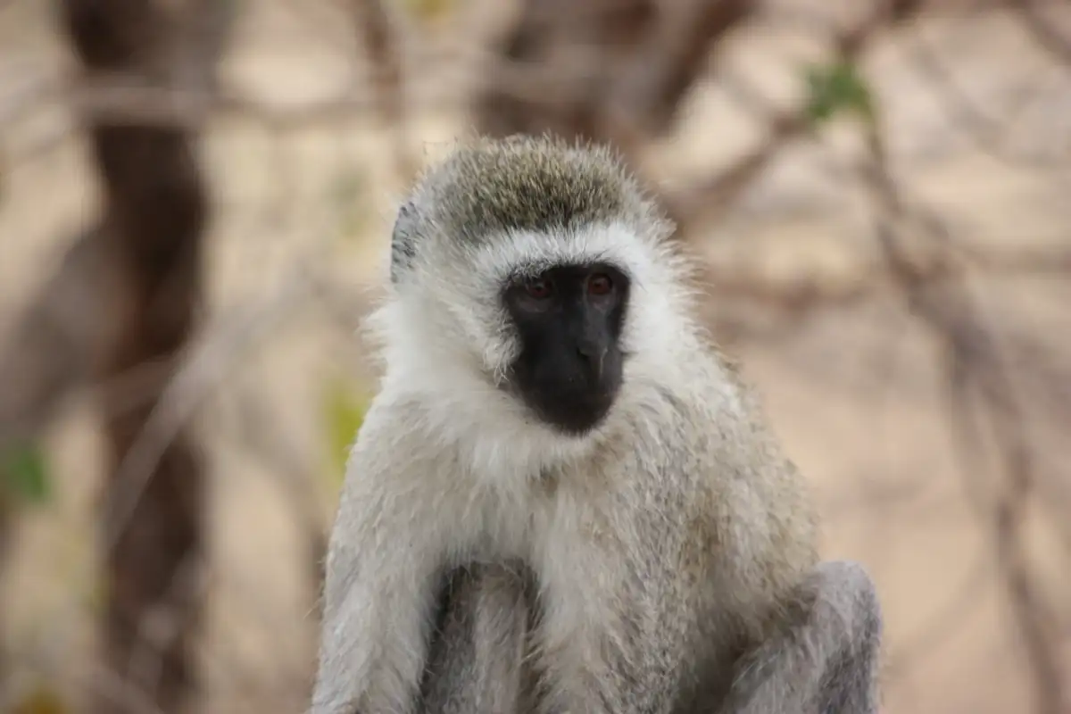 Hunting with Hadzabe Tribe and Datoga Community (Lake Eyasi)