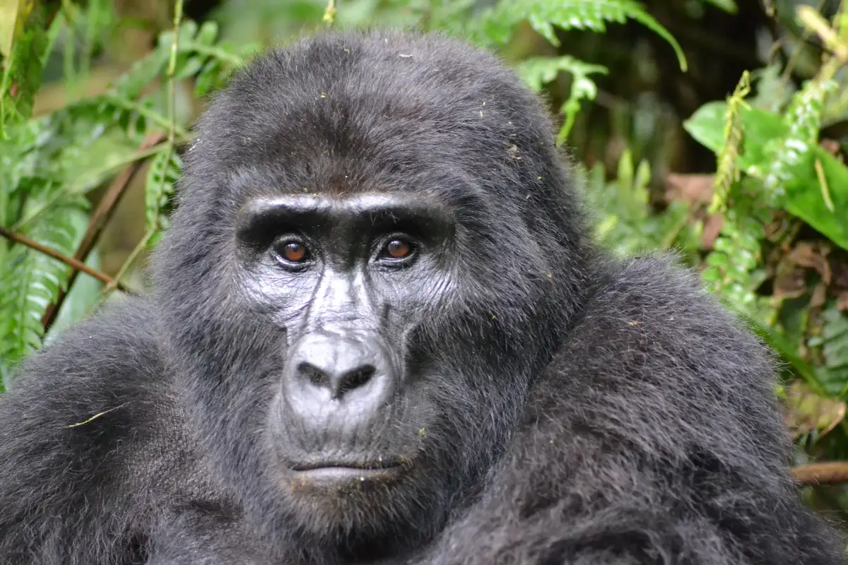 3 days Gorilla trekking in Uganda/ Bwindi Forest