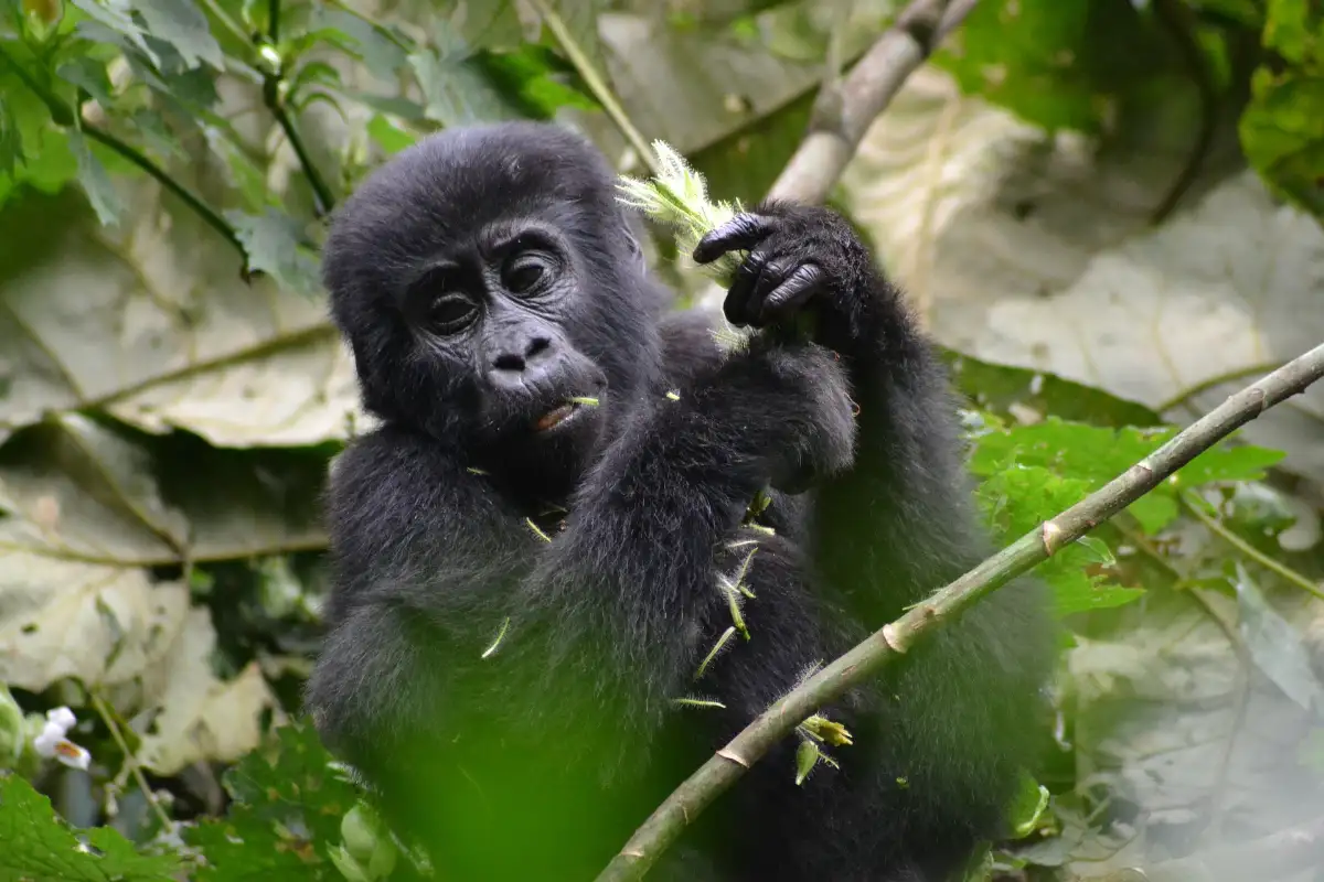 11 DAYS BEST UGANDA GORILLA EXPERIENCE SAFARI