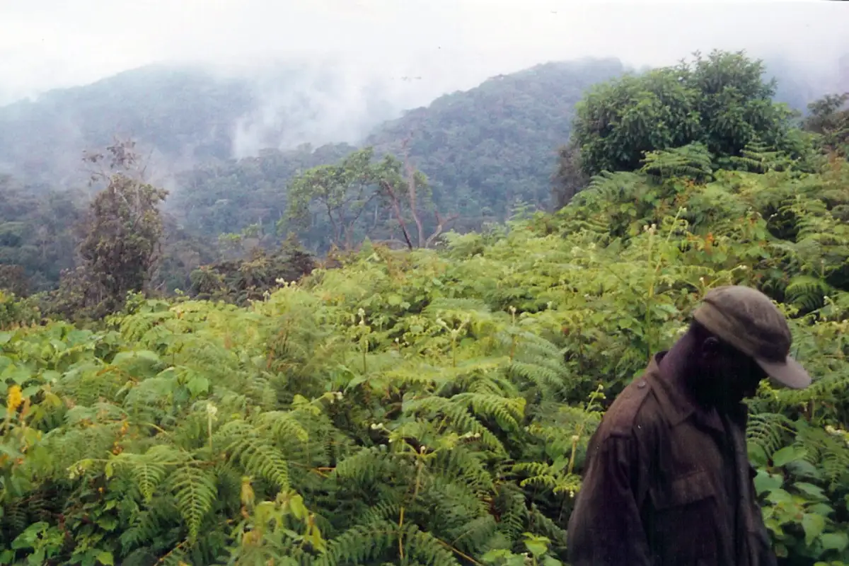 4-Day Luxury Gorilla Trekking Safari