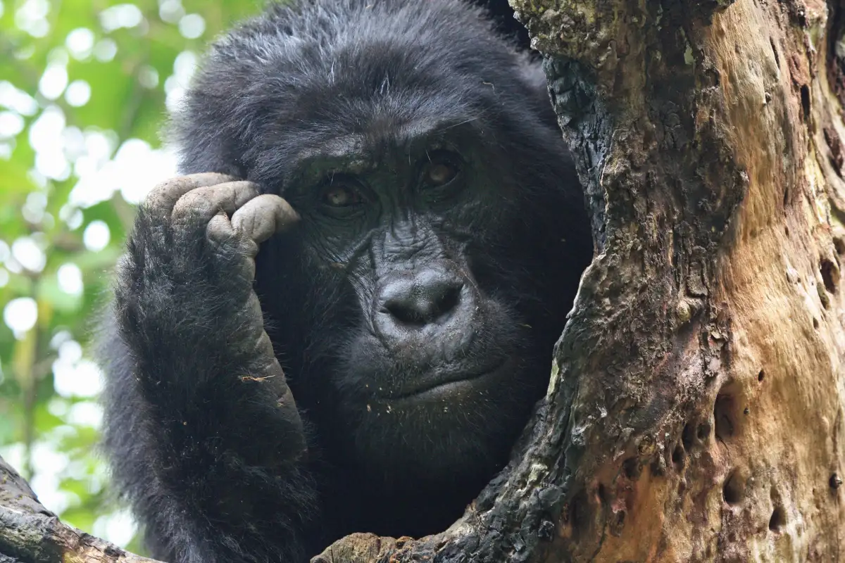 4-Day Budget Rwanda Uganda Golden Monkey & Gorilla Tour