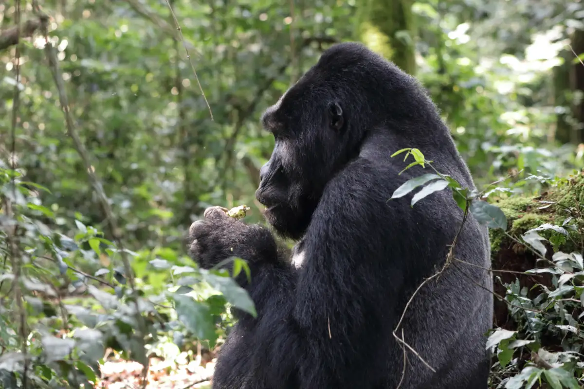 Bwindi Gorilla Trekking