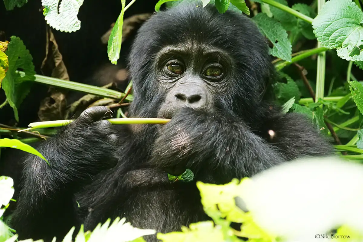 3 Days Gorilla Trekking Tour in Bwindi