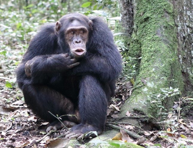 Kibale National Park