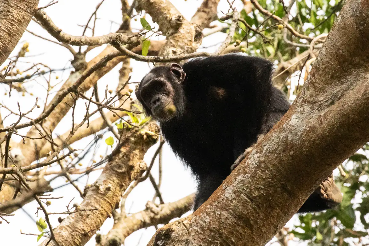 Uganda Gorilla and Chimpanzee Safari