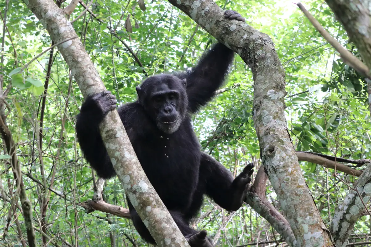 3-Day Chimps Trekking -Kibale and Bigodi Nature Walk