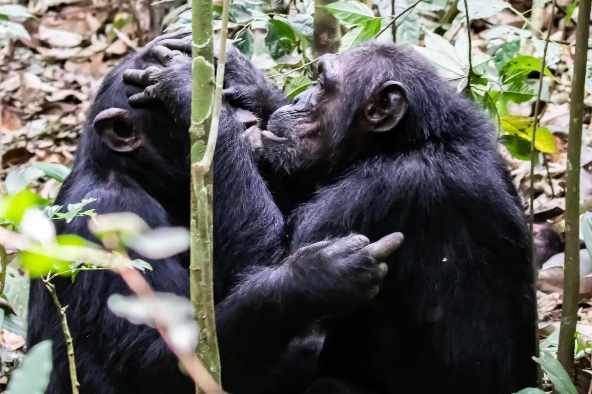 3 day - Chimpanzee special