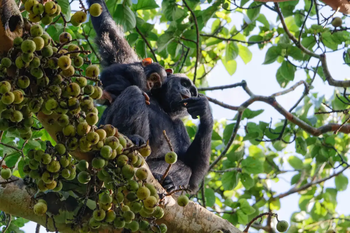 3 days Chimpanzee Trekking Safaris to Kibale National Park