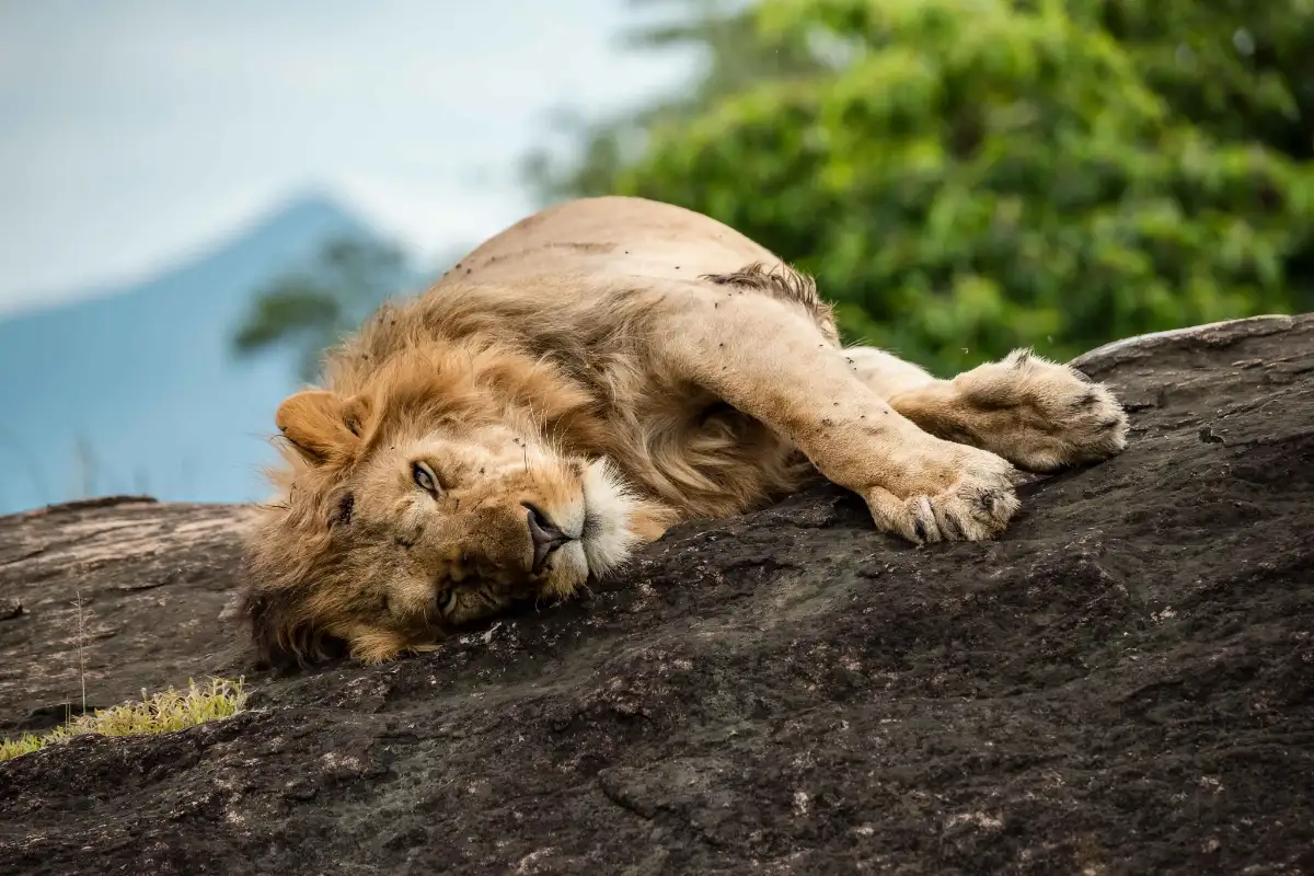 12 DAY WILDLIFE, CULTURE AND NATURE EXPERIENCE