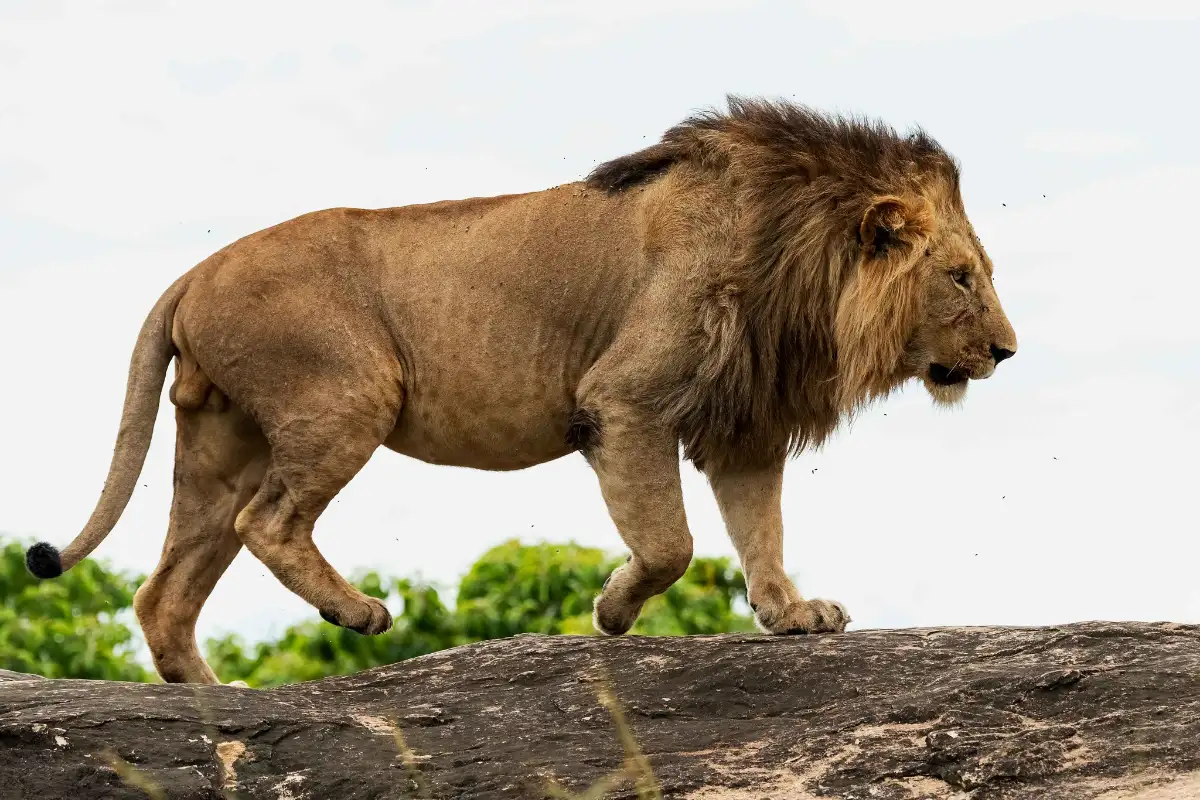 Eastern Uganda Safari Trail 