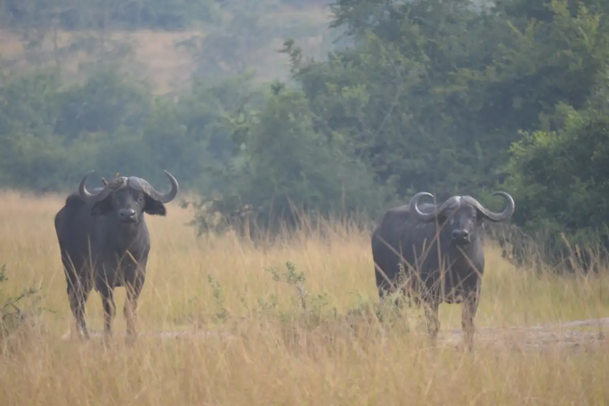 1Day game drive, lake Mburo NP