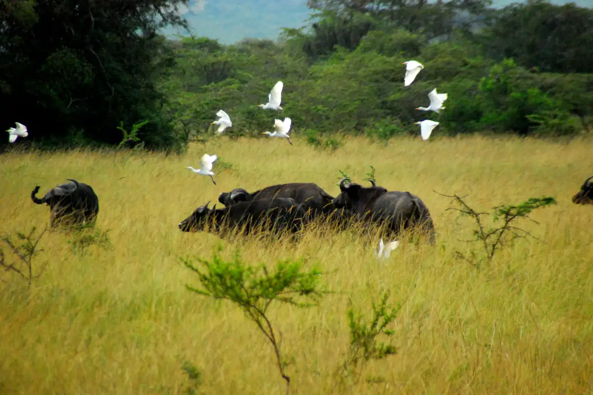 12-Day Luxury Gorilla, Chimps Trekking and Wildlife