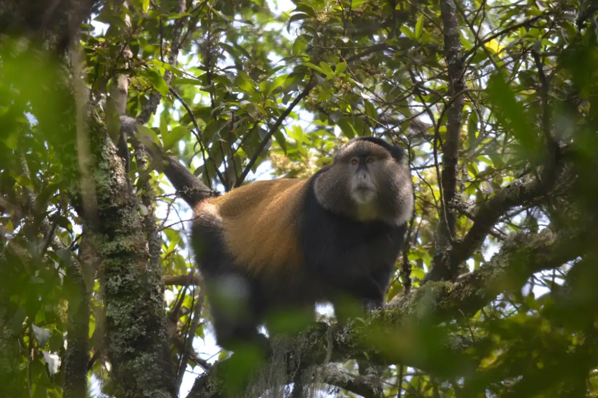 3-Day Mgahinga Gorilla Tracking Experience from Kigali