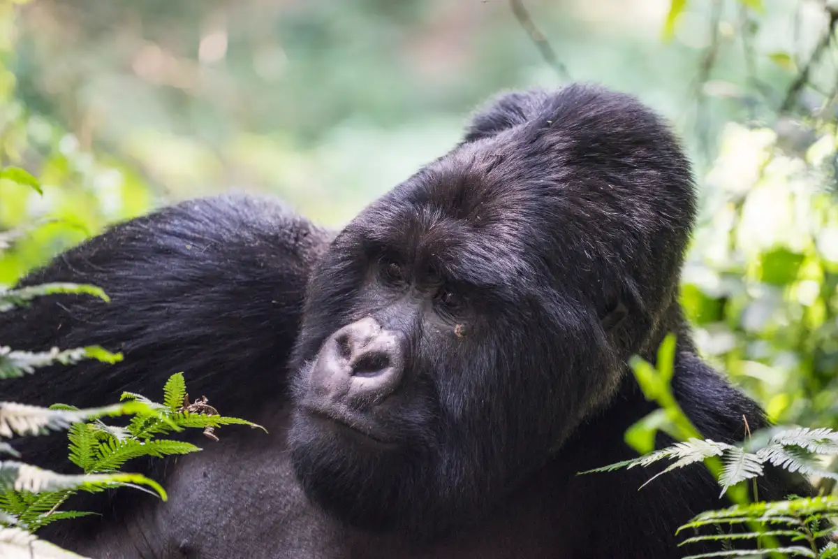 4-Day Golden Monkey, Gorilla Trekking and Lake Bunyonyi