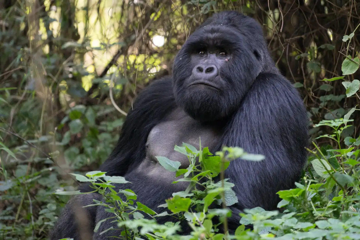 3-Day Gorilla Trekking in Mgahinga Park