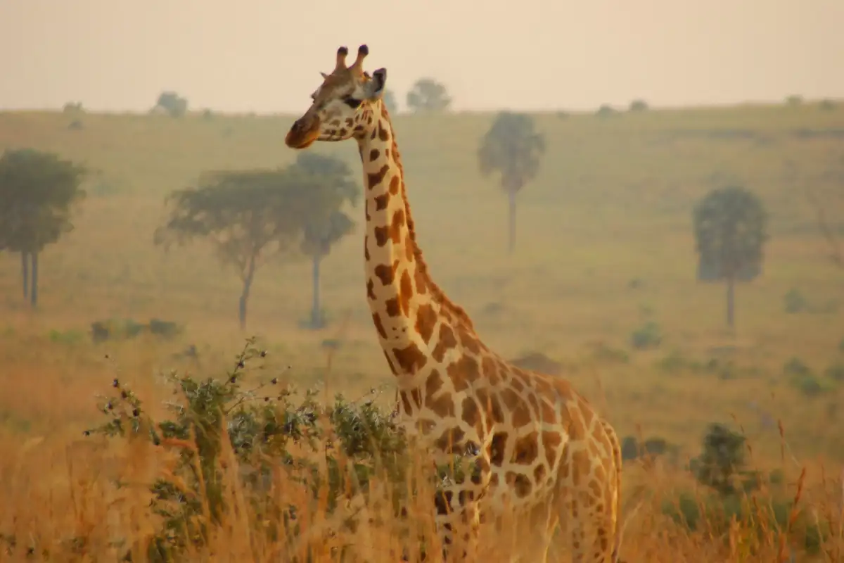 2-Day Epic Murchision Falls Tour