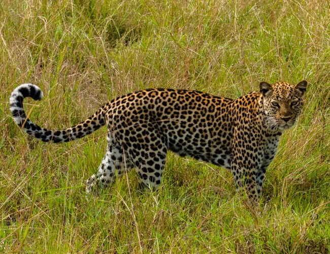 Queen Elizabeth National Park
