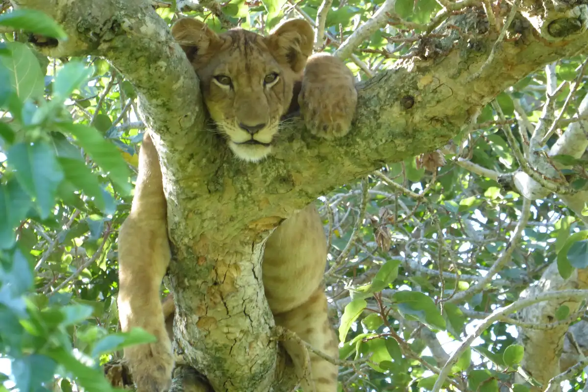 3 Days Wildlife Safari to Queen Elizabeth National Park