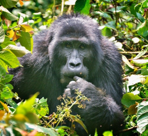 Uganda safaris and destinations