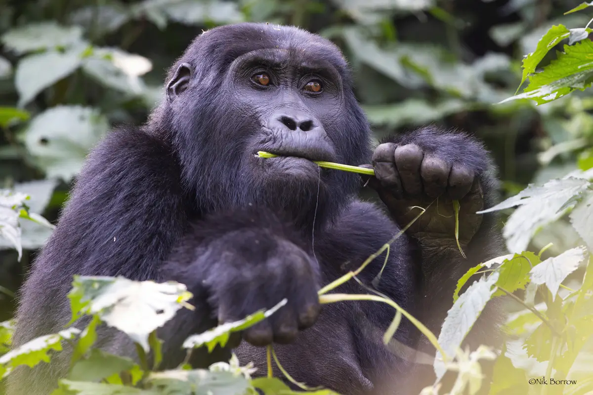 10 Days Rwanda-to-Uganda Tour