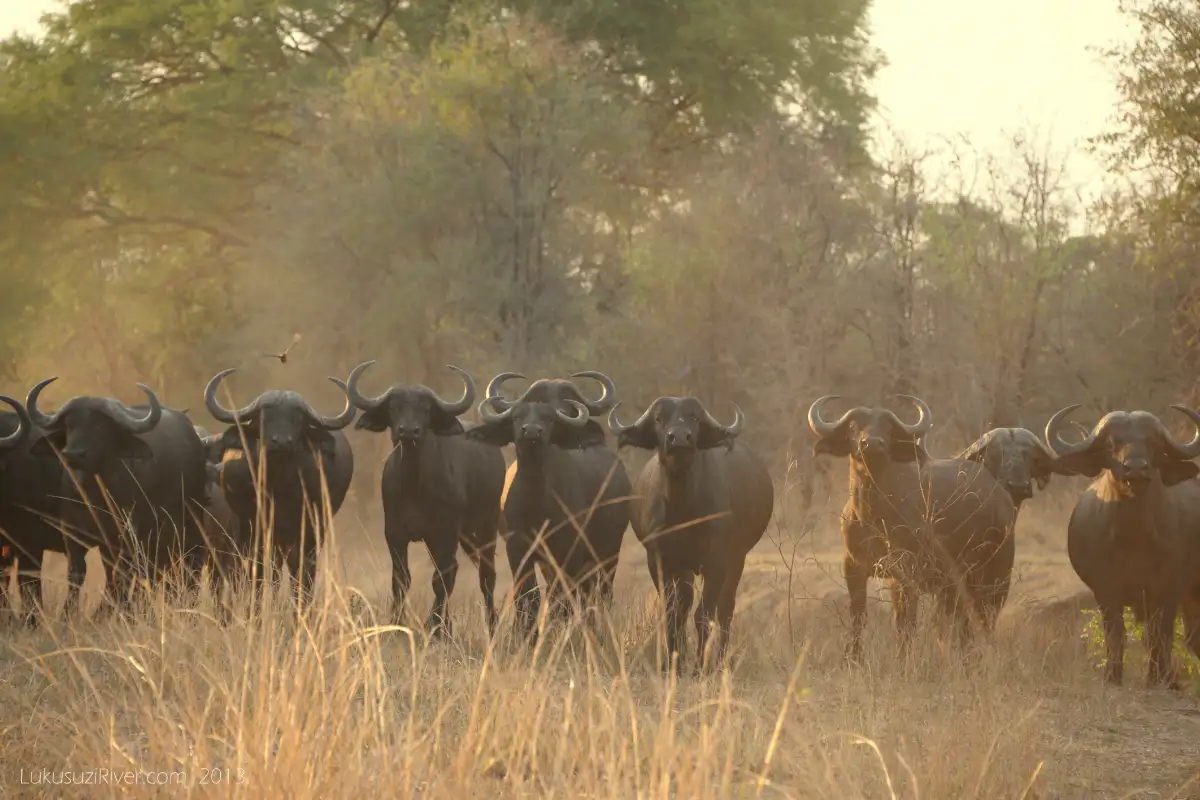 1-Day Nxai National Park