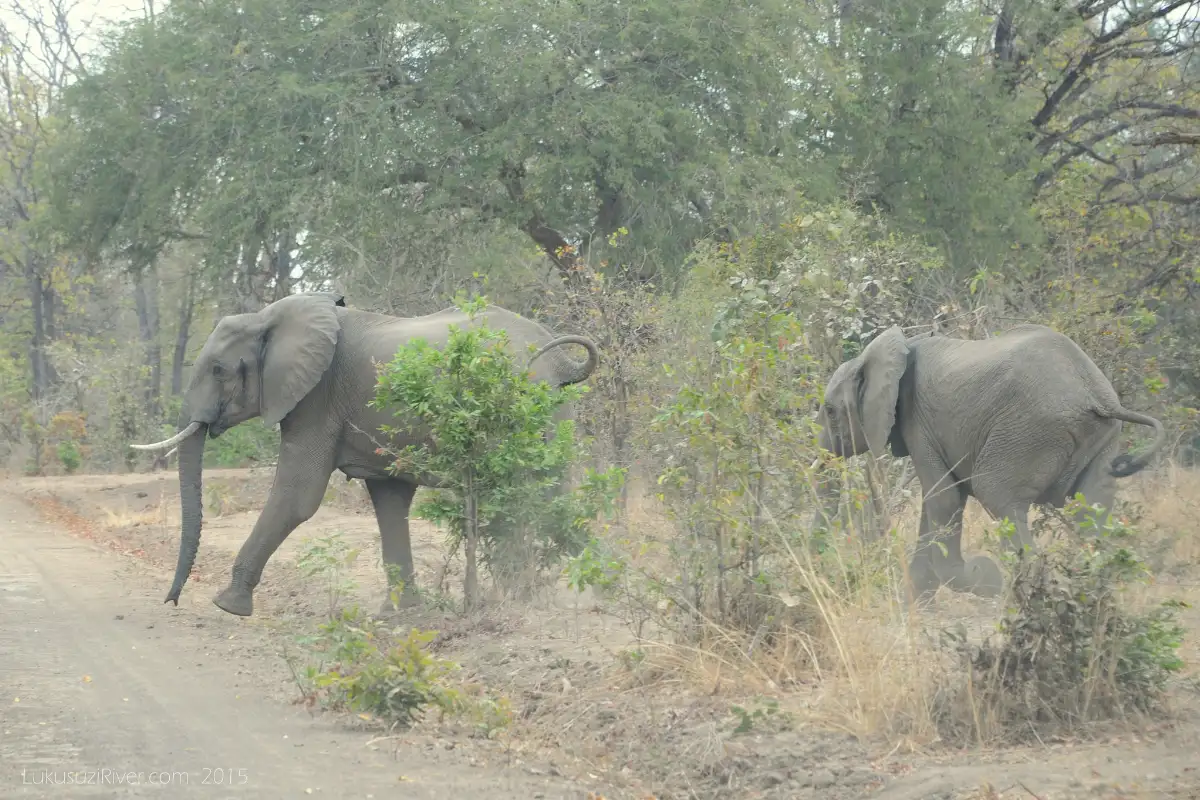 Maun: 6-Day Okavango, Savuti, Chobe &Victoria Falls Tour