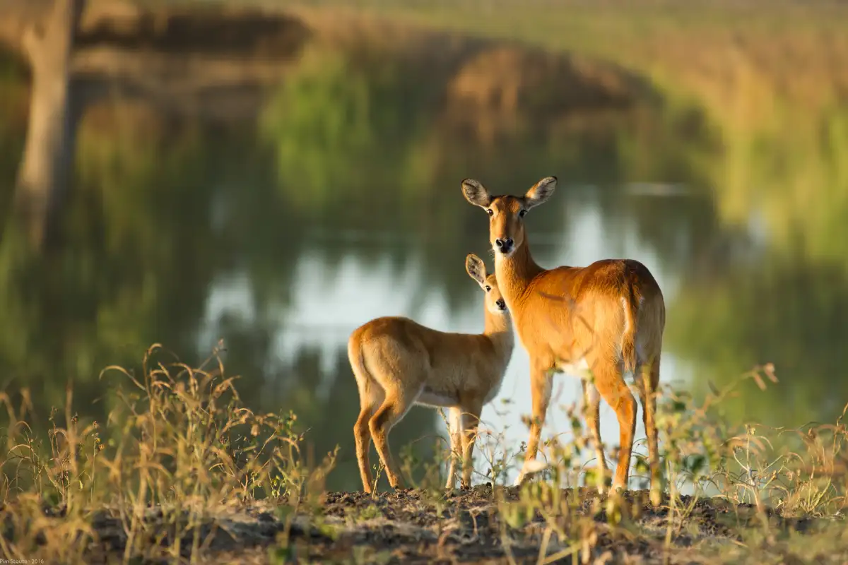 Best of South Luangwa Mid Range Safari Package