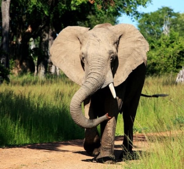 Zambia safaris and destinations