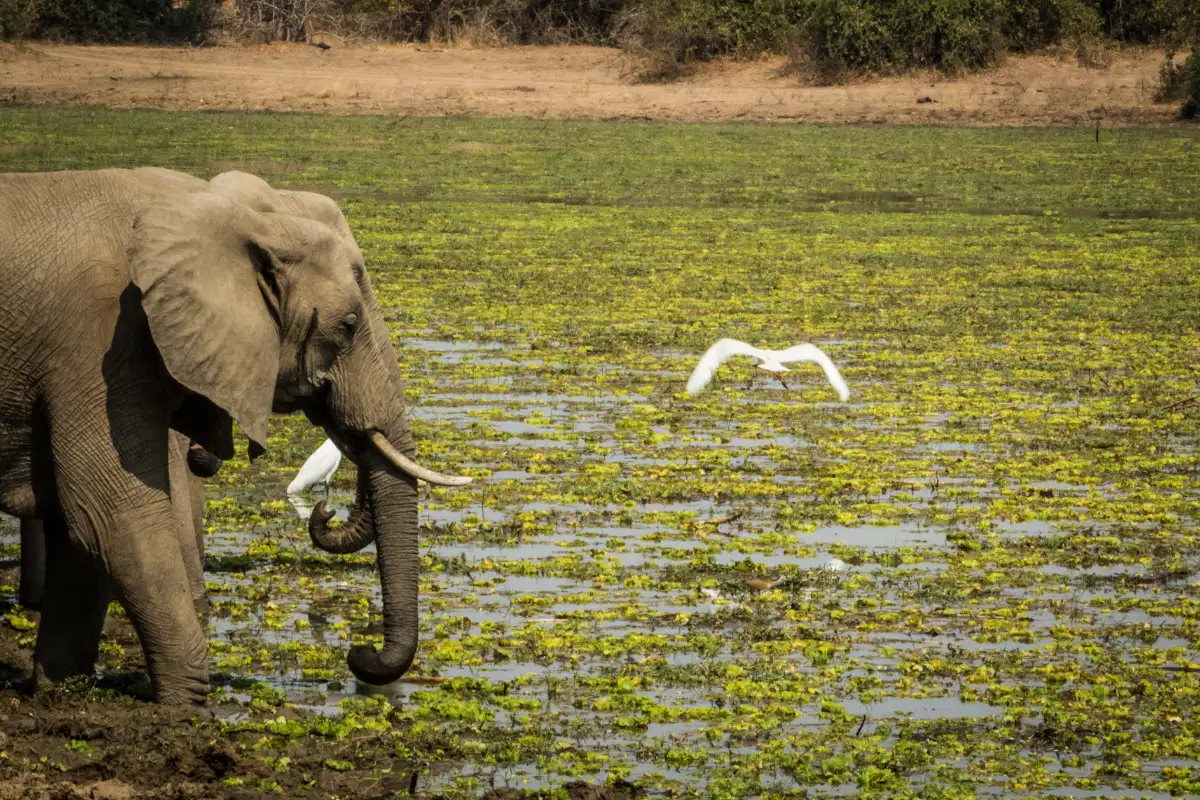 4 Days the Best of Lower Zambezi Safari