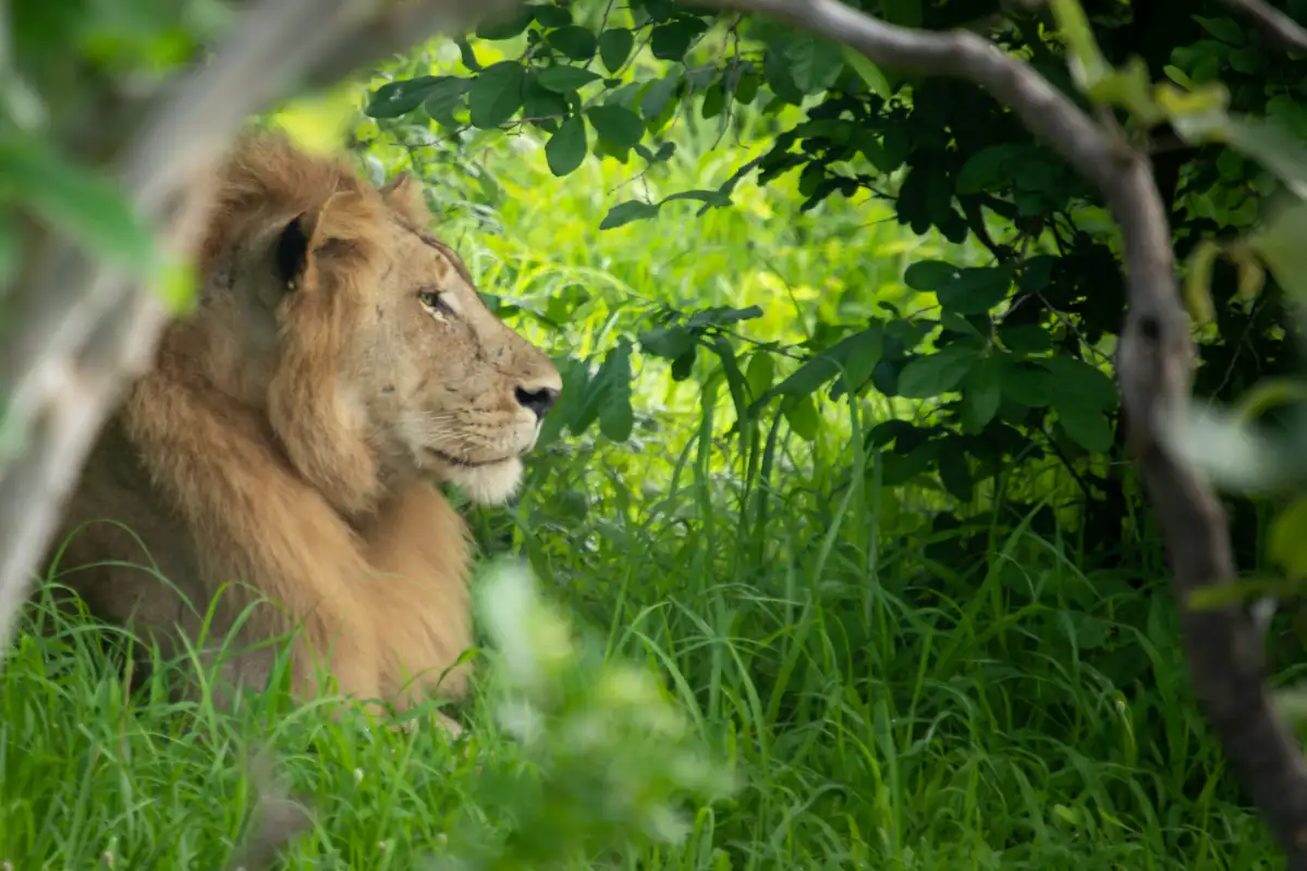 Zambia – Botswana – Zimbabwe -The Trio Tour