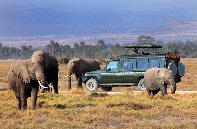 Africa Safari Bookings
