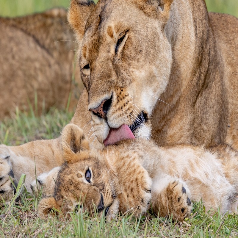 Astro Safaris and Tours Ltd