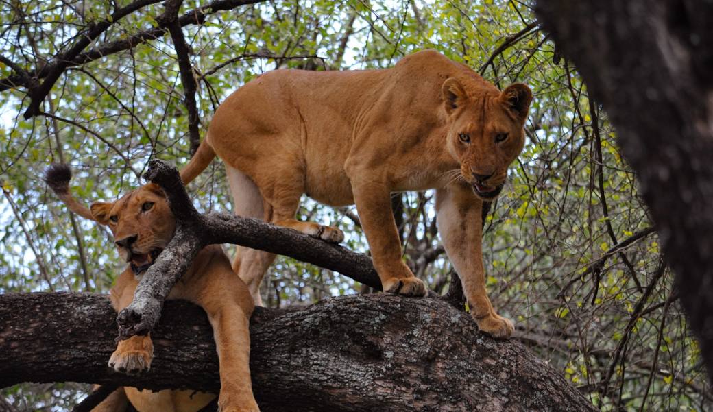 BEYOND THE WORLD SAFARIS