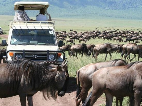 Bushtroop Tours and Safaris