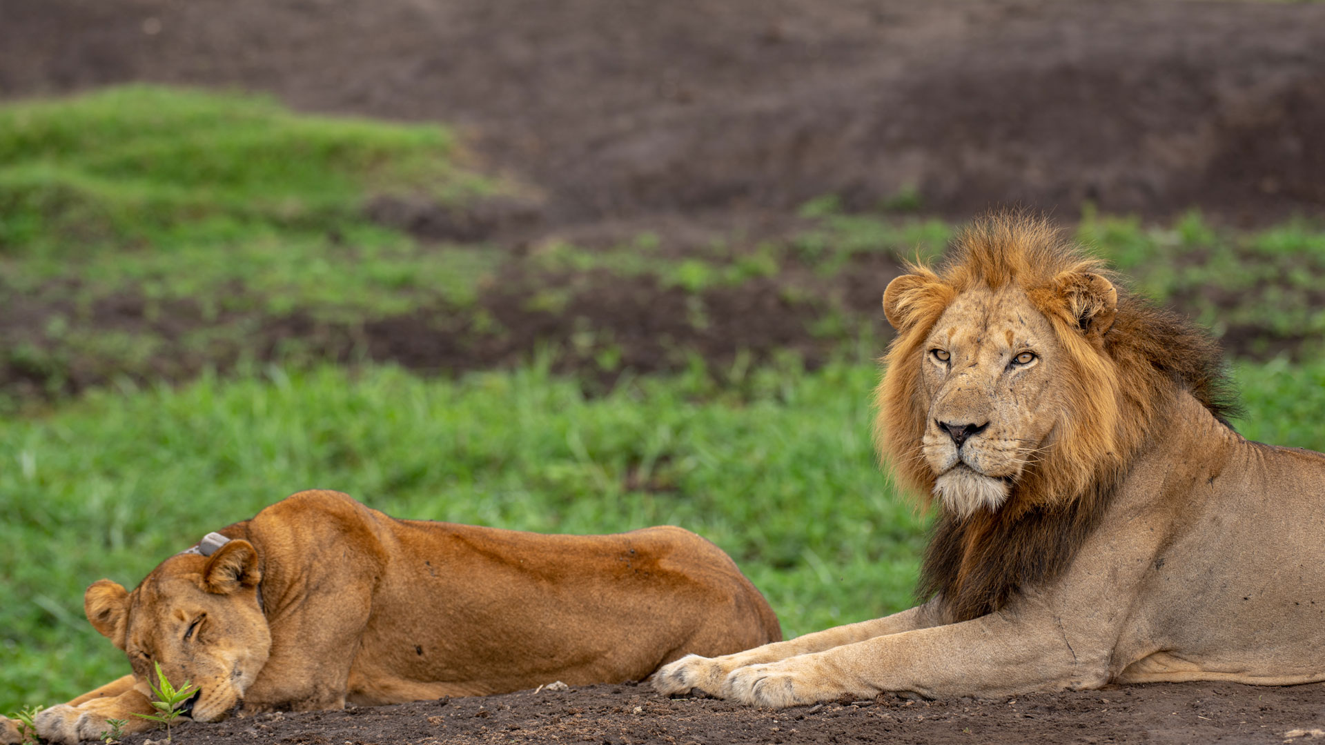 Giant Holiday Safaris