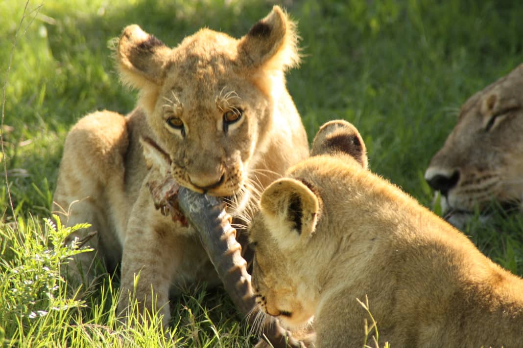 Go Bold Adventure Tours