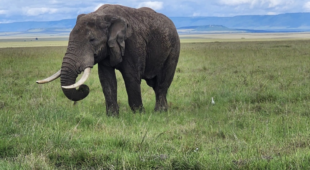 Harmony Backpacker Safaris Limited