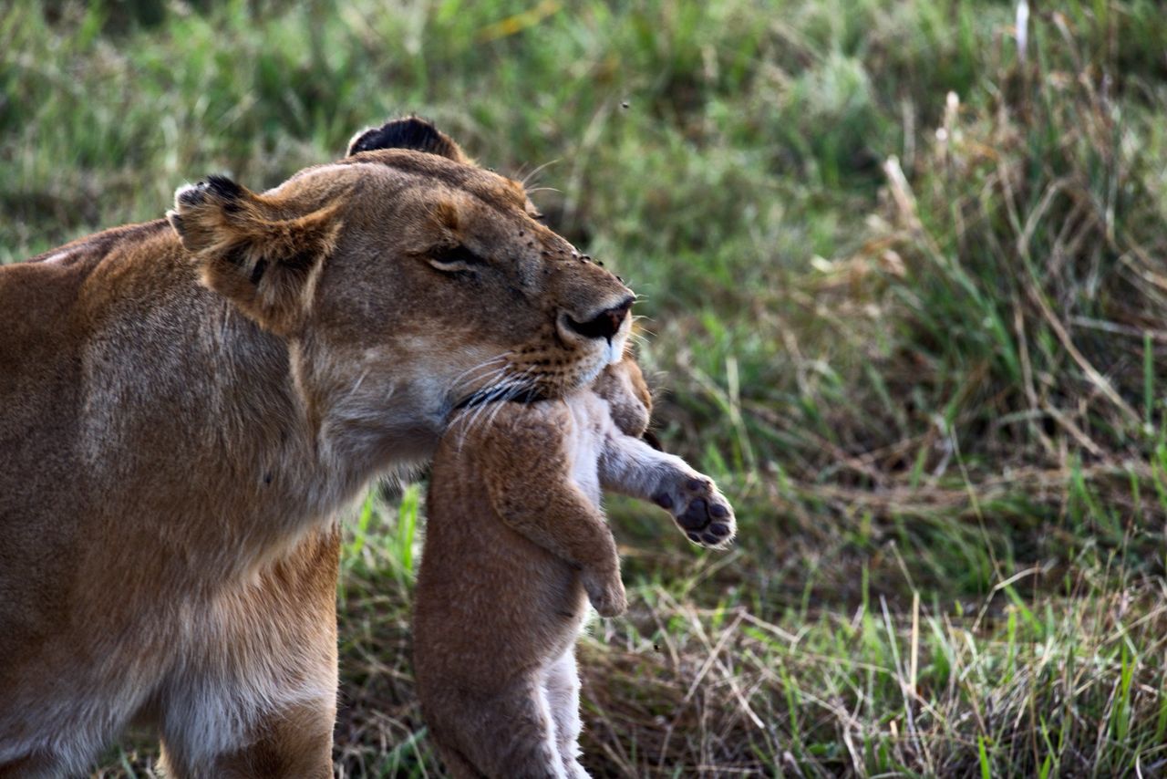 Magical East Africa Heritage Safaris