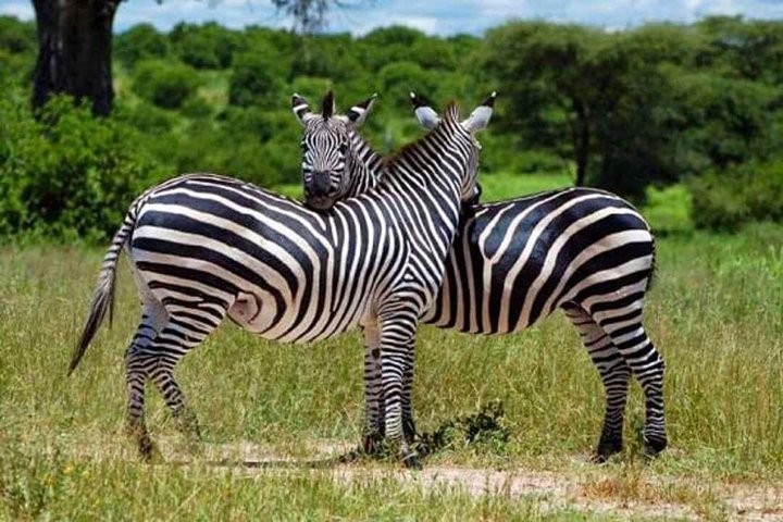 Notable Safaris