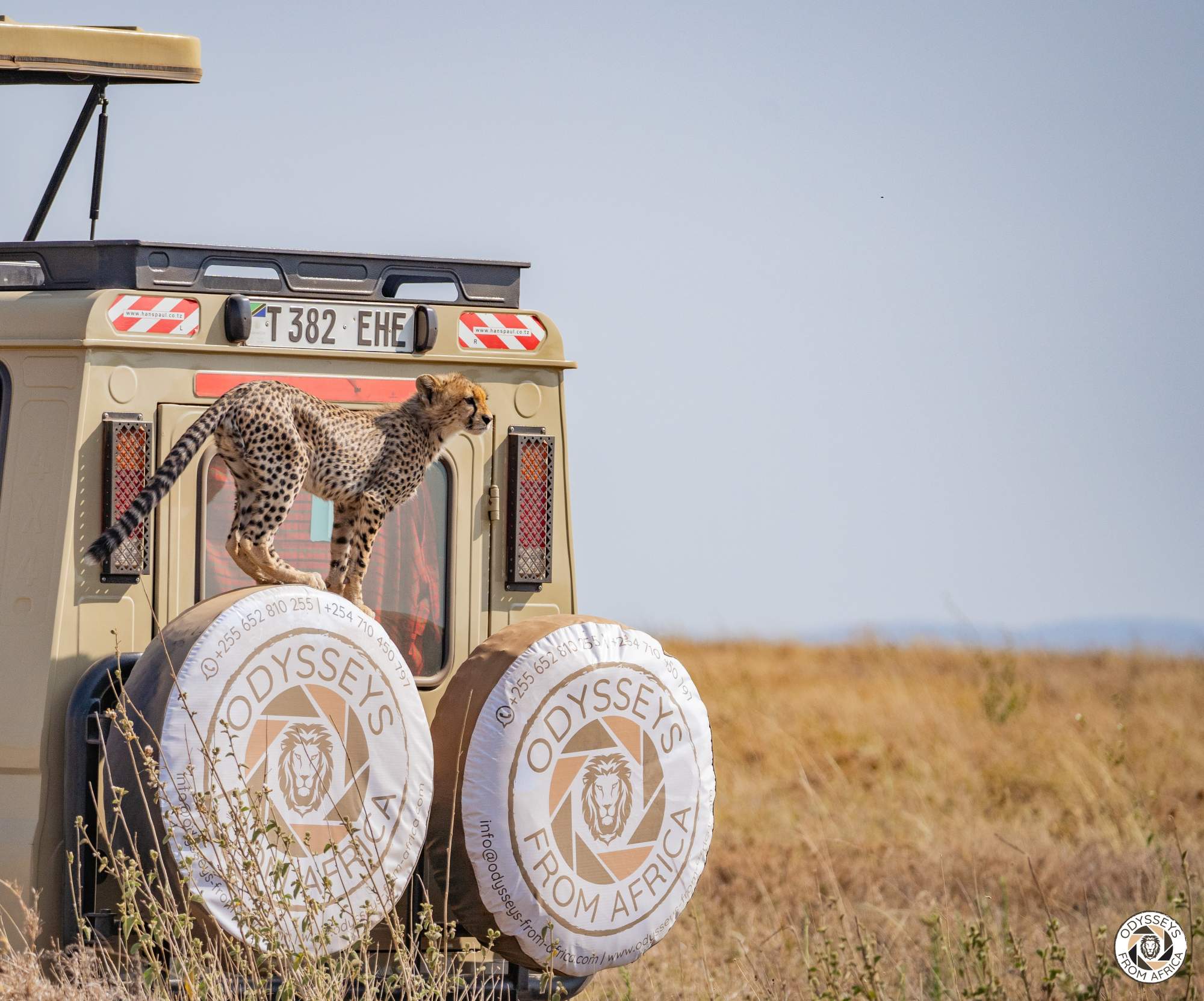 Odysseys from Africa