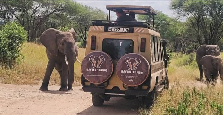 RAFIKI TEMBO TOURS AND SAFARIS