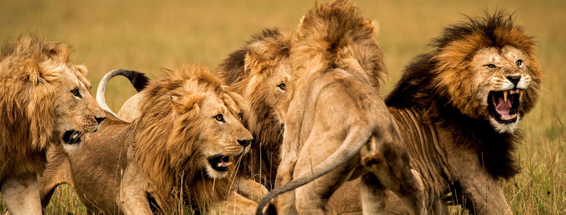 RO SCAVENGER SAFARIS