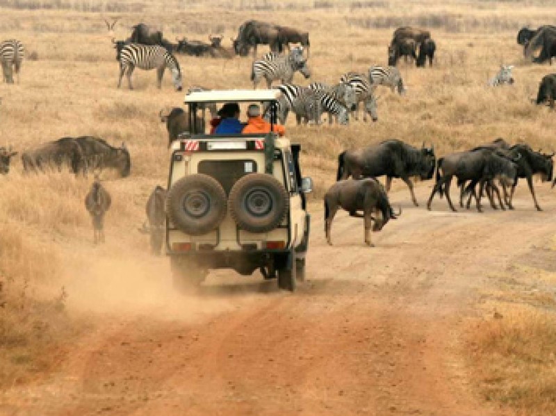 Raptor Safari and Tours 