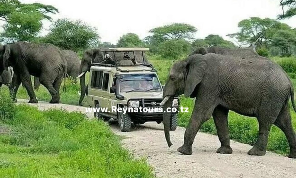 Reyna Tours And Travel